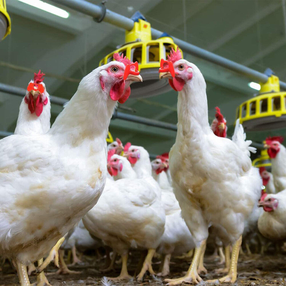 100PCS No Fighting Pinless Chicken Peepers Pheasant Poultry Blinders Spectacles