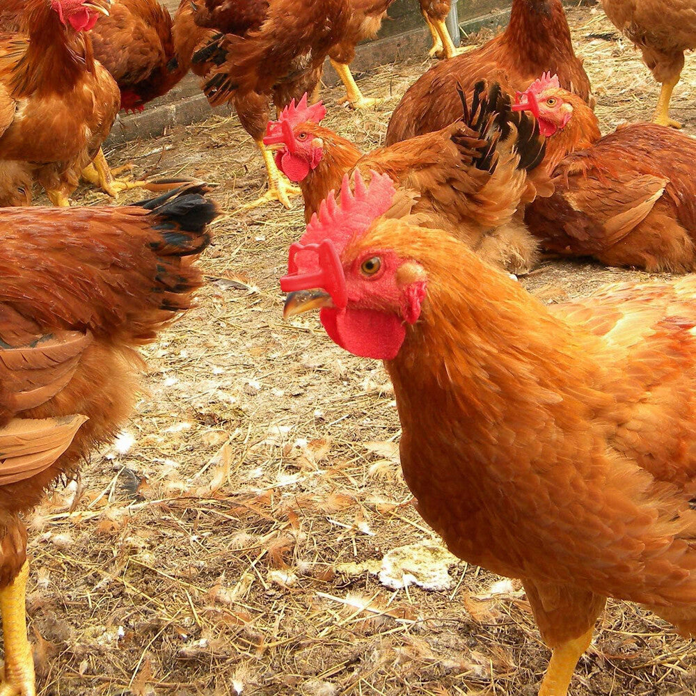 100PCS No Fighting Pinless Chicken Peepers Pheasant Poultry Blinders Spectacles